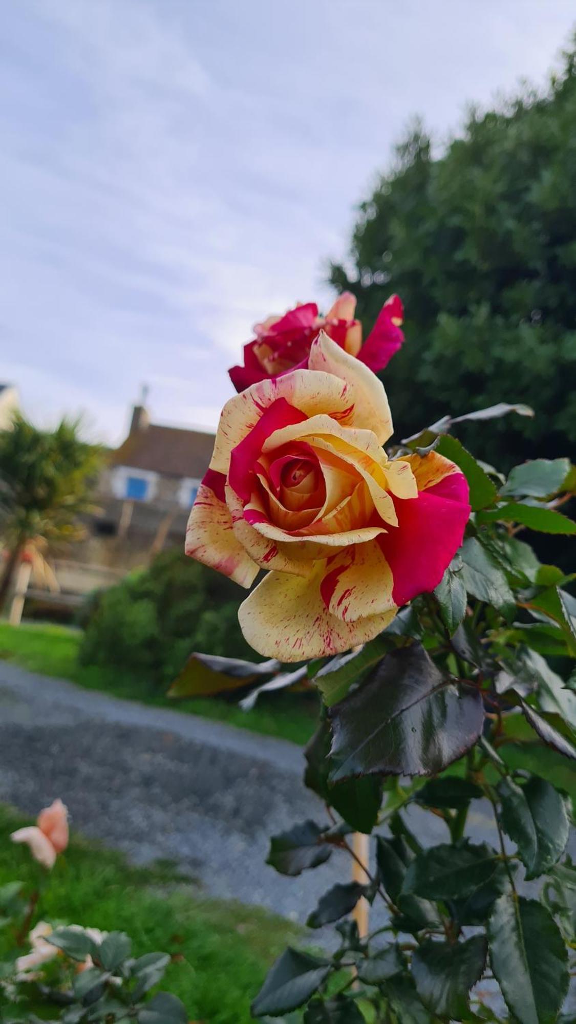 Lesroses1680 Bed & Breakfast Blainville-sur-Mer Dış mekan fotoğraf
