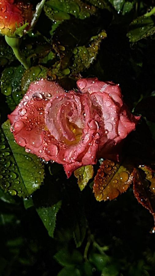 Lesroses1680 Bed & Breakfast Blainville-sur-Mer Dış mekan fotoğraf