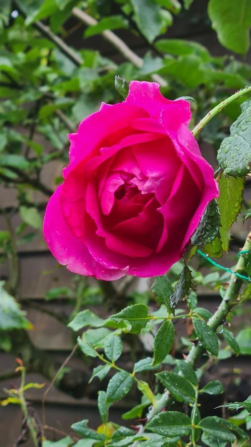 Lesroses1680 Bed & Breakfast Blainville-sur-Mer Dış mekan fotoğraf