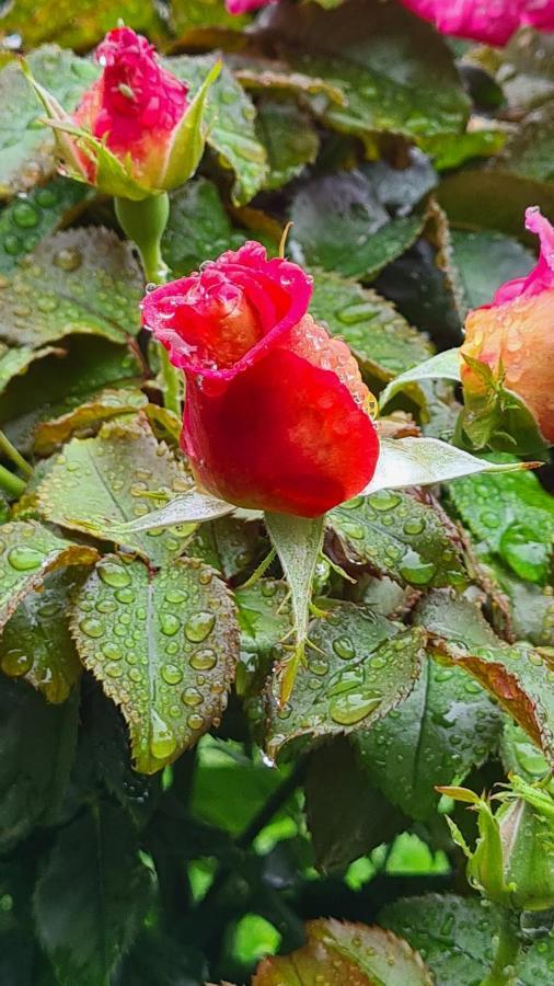Lesroses1680 Bed & Breakfast Blainville-sur-Mer Dış mekan fotoğraf
