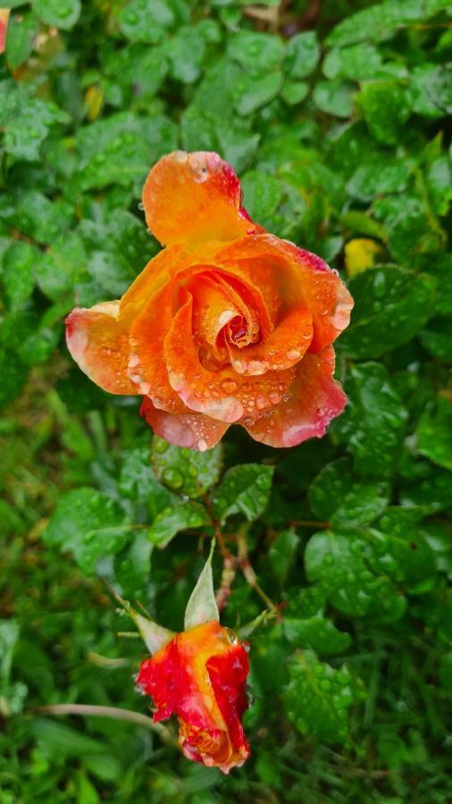 Lesroses1680 Bed & Breakfast Blainville-sur-Mer Dış mekan fotoğraf