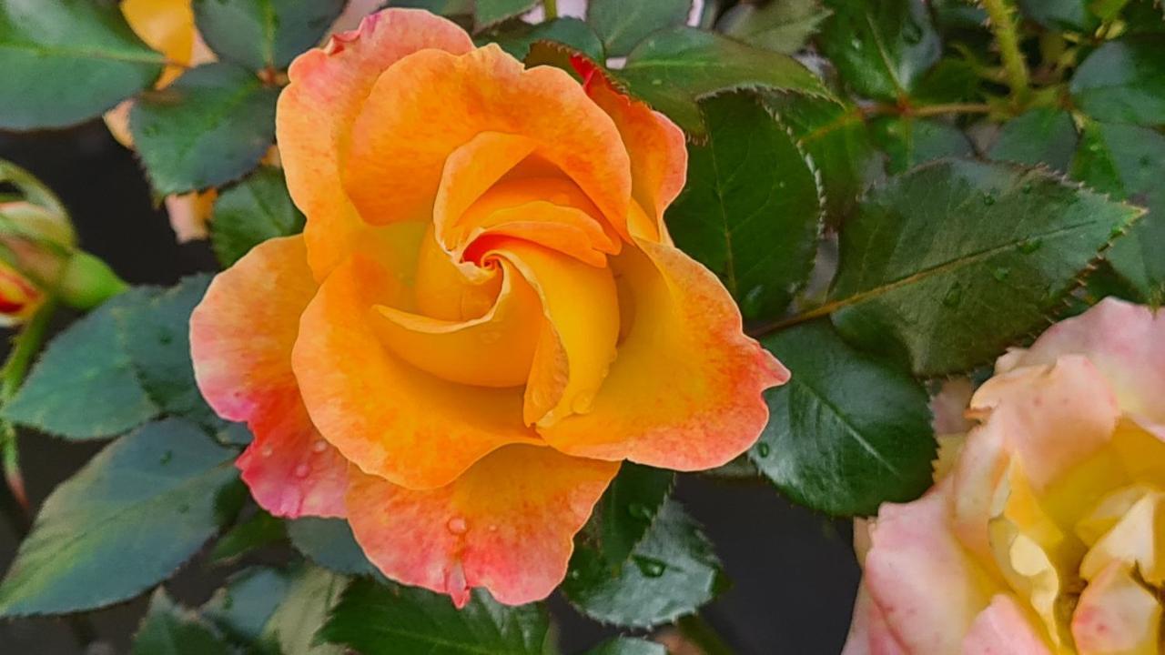 Lesroses1680 Bed & Breakfast Blainville-sur-Mer Dış mekan fotoğraf