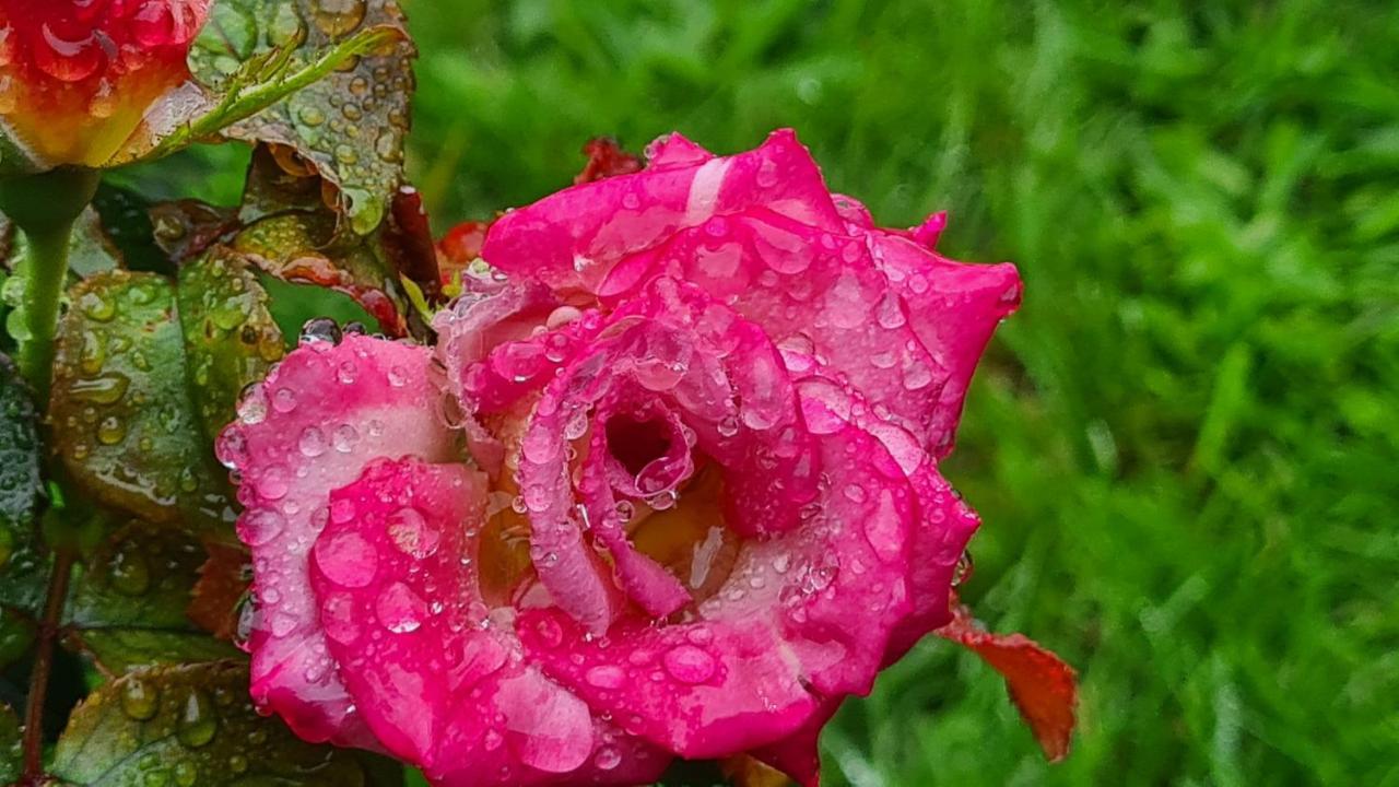 Lesroses1680 Bed & Breakfast Blainville-sur-Mer Dış mekan fotoğraf