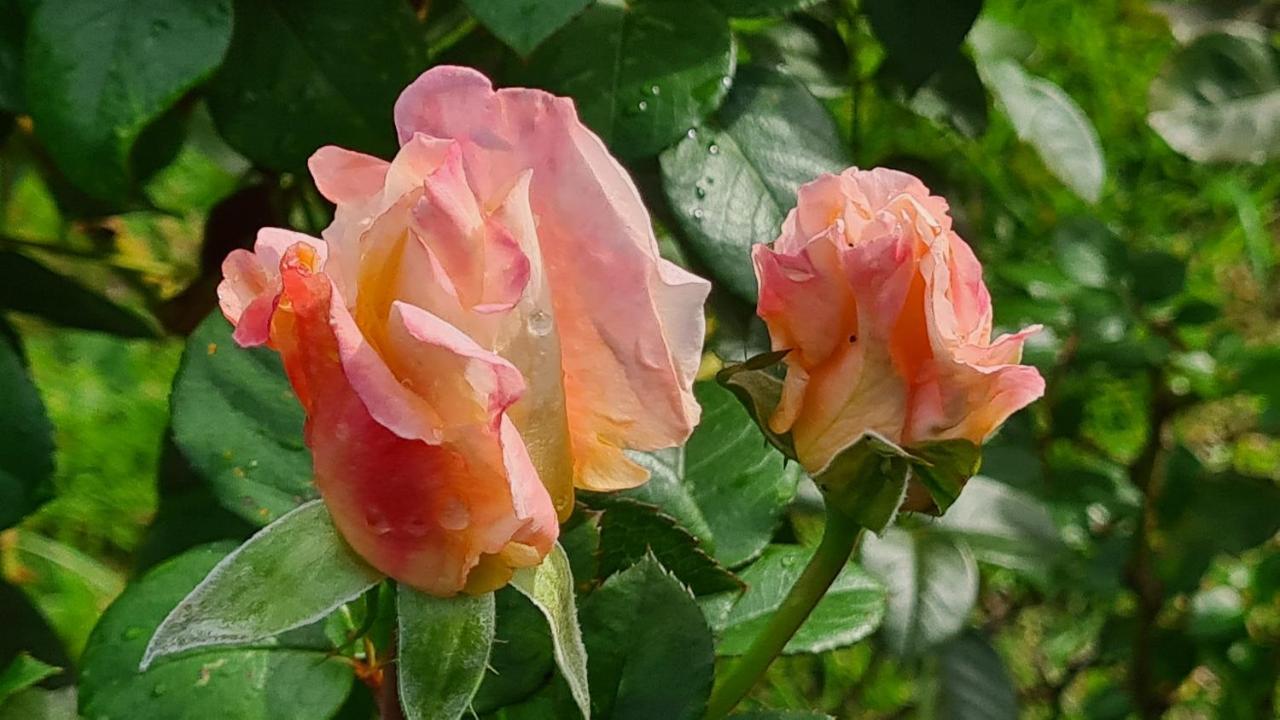 Lesroses1680 Bed & Breakfast Blainville-sur-Mer Dış mekan fotoğraf